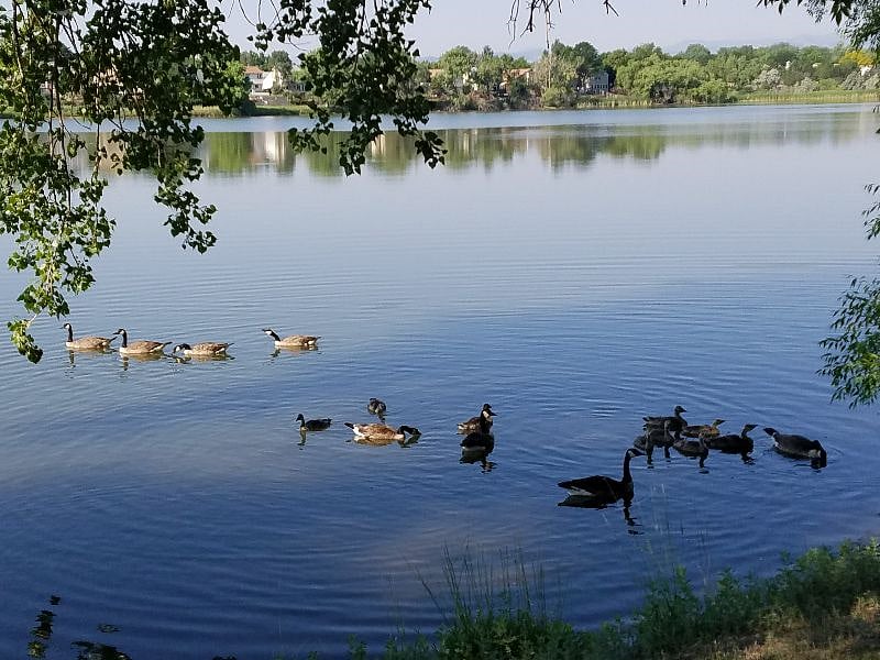 Pond on HOA grounds