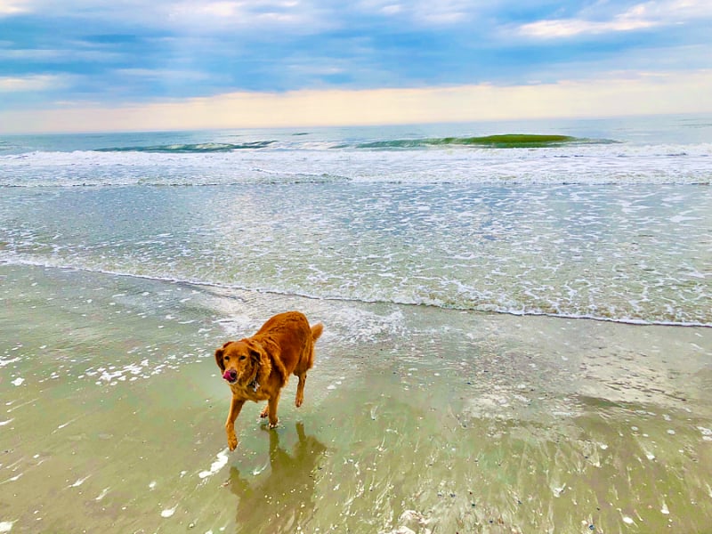 Our Luna at Folly Beach