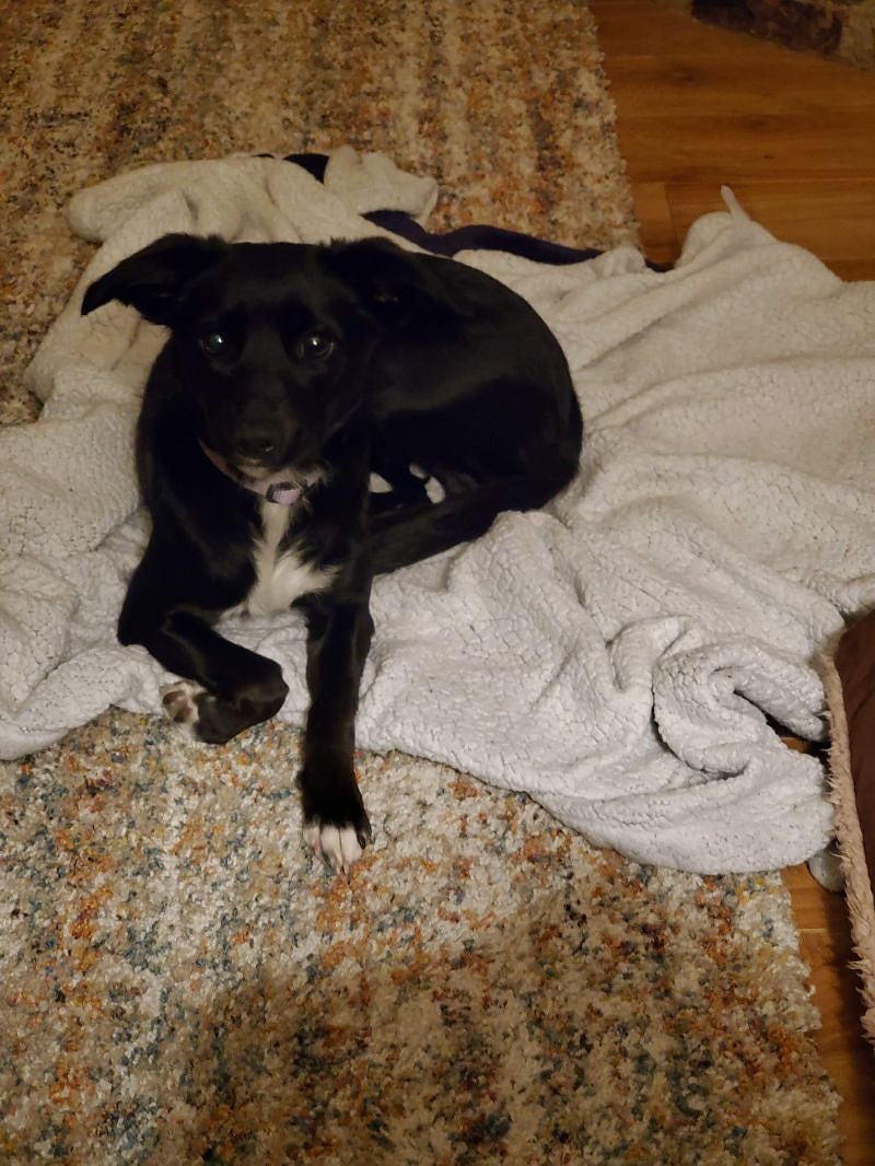 Penny, the lady of the house