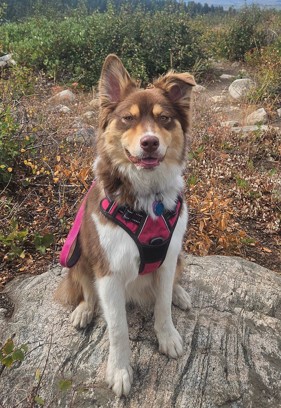 very friendly Sadie