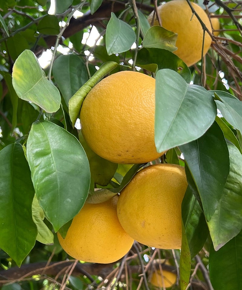 An abundance of fruit trees on the grounds for guests to enjoy.