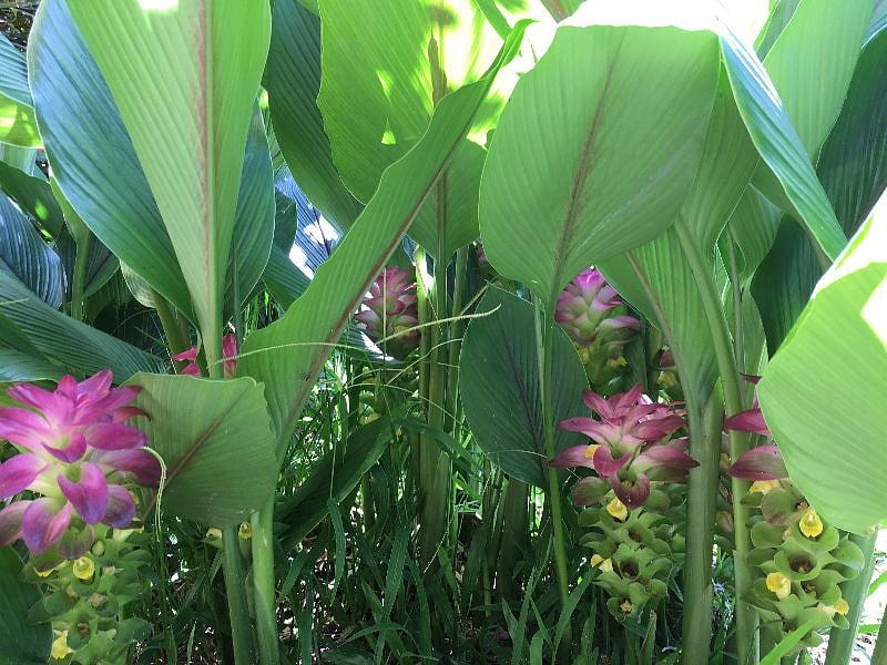 Summer ginger flowers