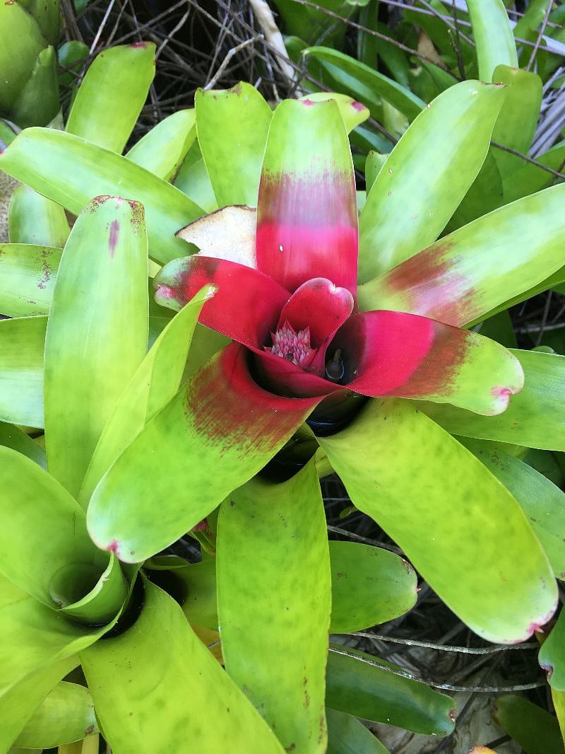 Exotic foliage