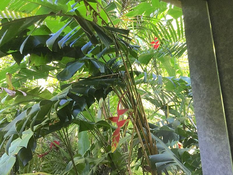 Heliconia flowers from shower
