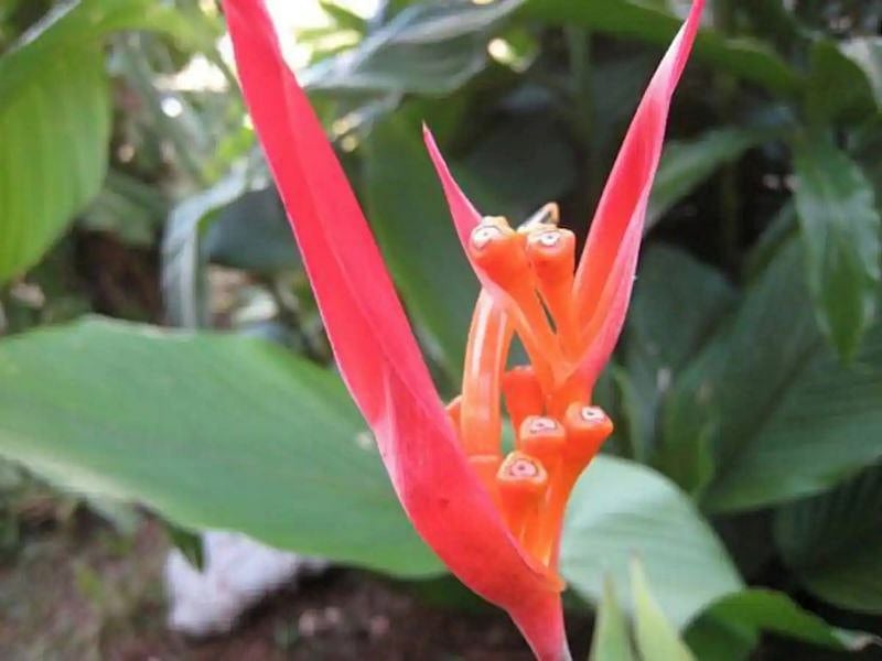 Garden of exotic tropical flora