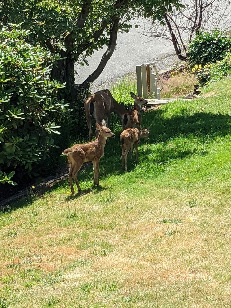 Deer next to the kitchen window. 