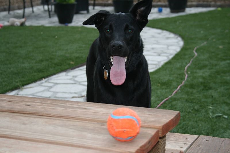 Cali loves to play with a ball in the backyard.