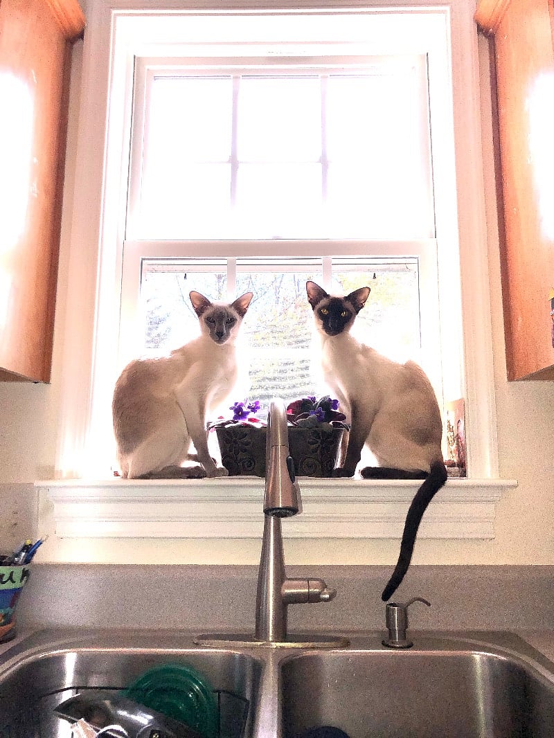 Chopin & Schubert, super friendly Siamese boys, who act like dogs, always stay indoors, & come greet you at the door, etc.