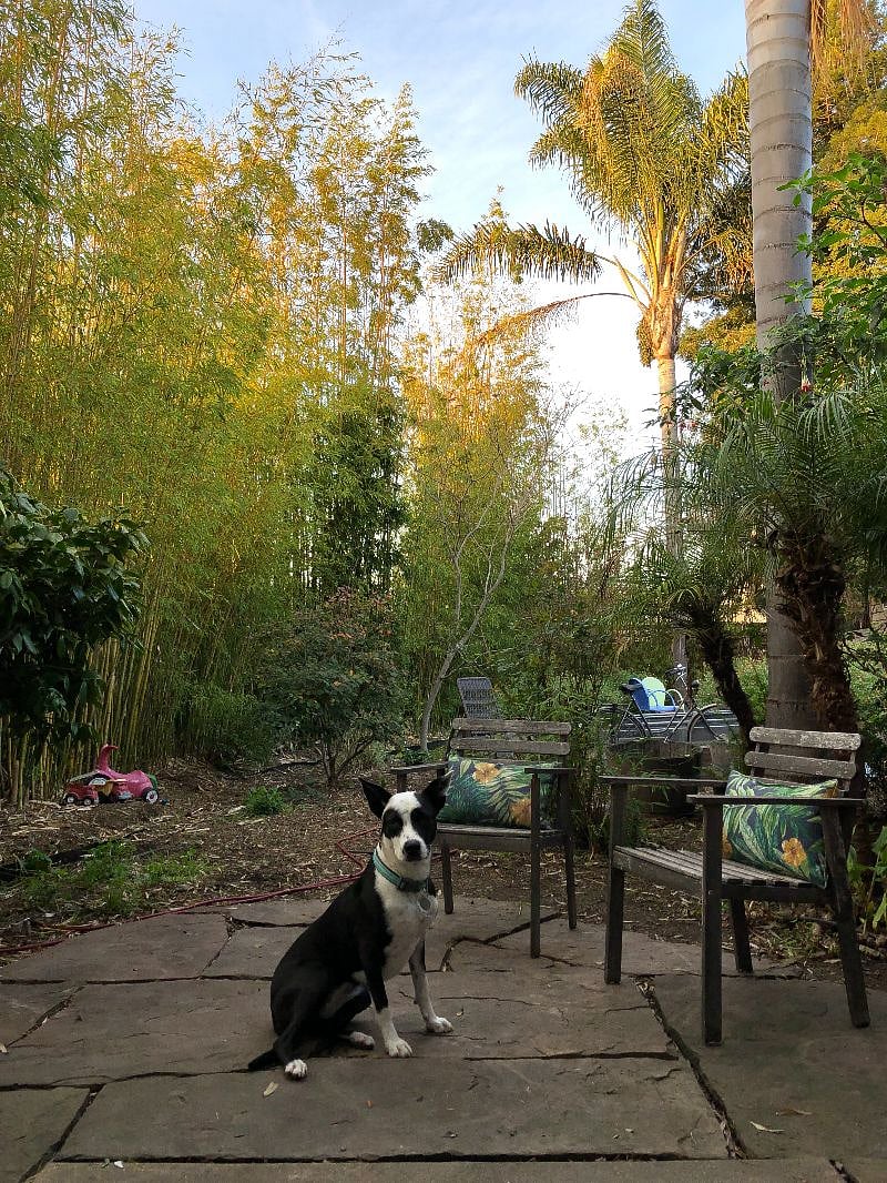 Sweet social pup lives upstairs and will say hello in the yard