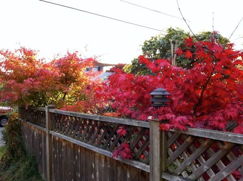 Here's the tree-filled yard in the fall...
