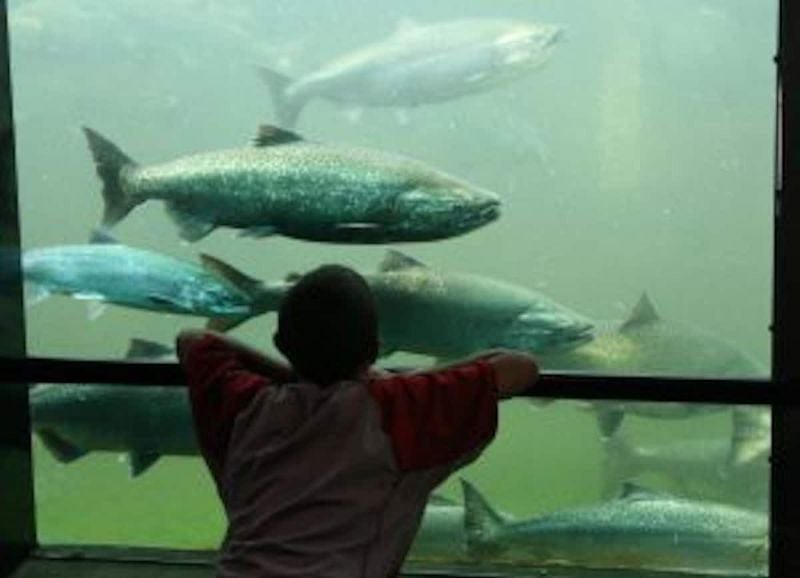 the fish ladder at the Ballard Locks and arboretum,