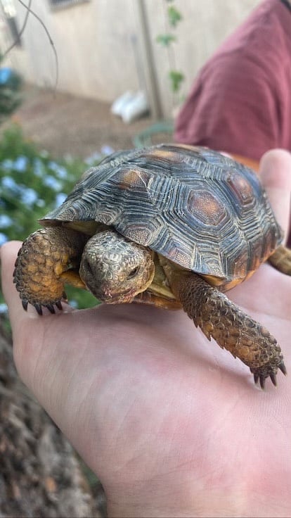 Backyard resident desert tortoise