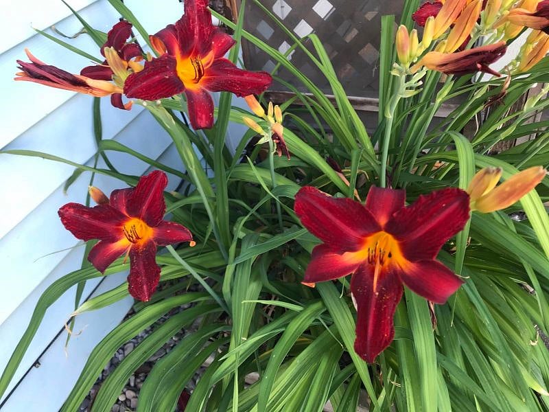 Some of the flowers in the back yard.