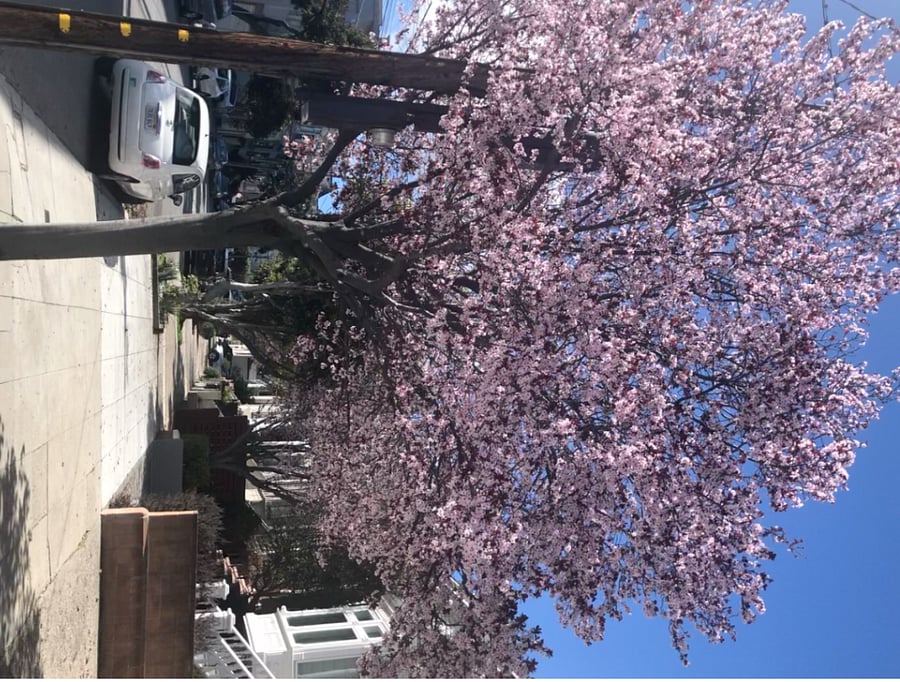 Quiet and beautiful tree-lined street steps from the fun part of Noe Valley and a 15 to 20 minute walk to the Mission District. Lots of great restaurants, coffee shops, bakeries, shops and services just around the corner from the front door.