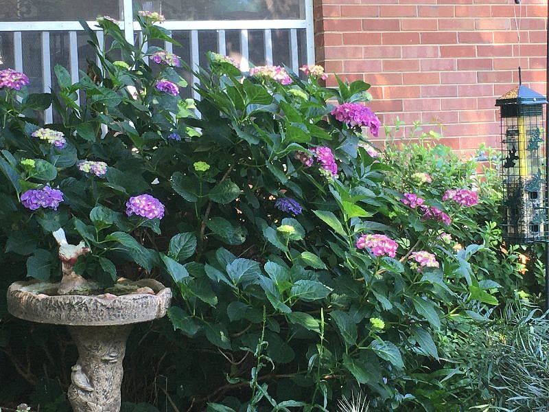 Hydrangeas and birdbath