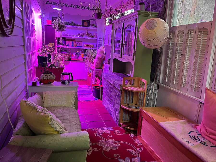 Sunroom is for plants and people