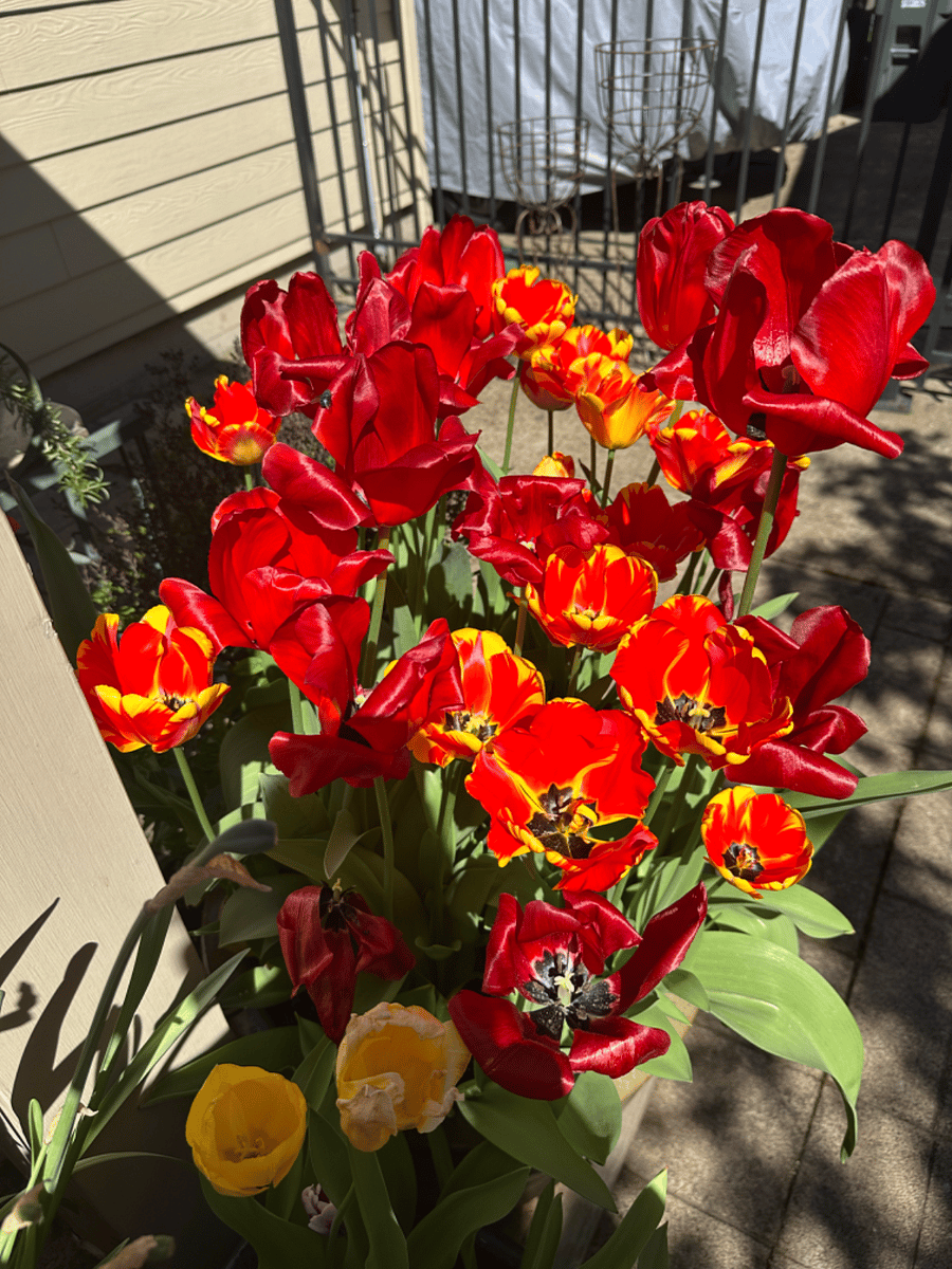What a spring for tulips!