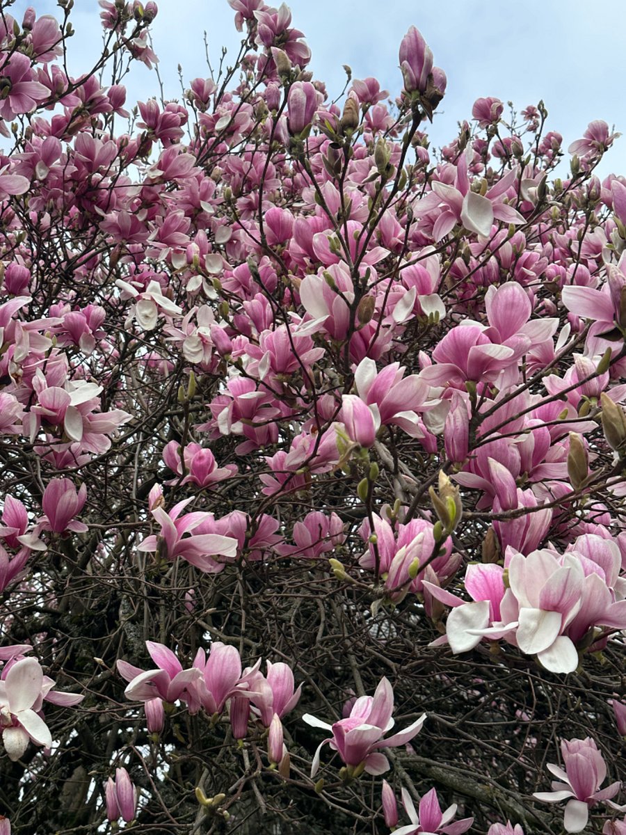 This tulip tree in bloom last week is right down the street.