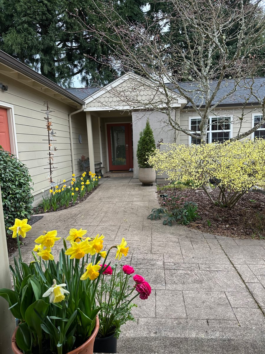 The daffodils and Winter Hazel were so cheery early this spring!