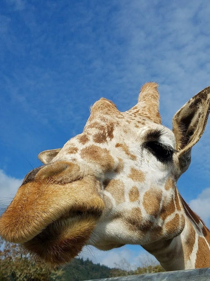 Wildlife Safari