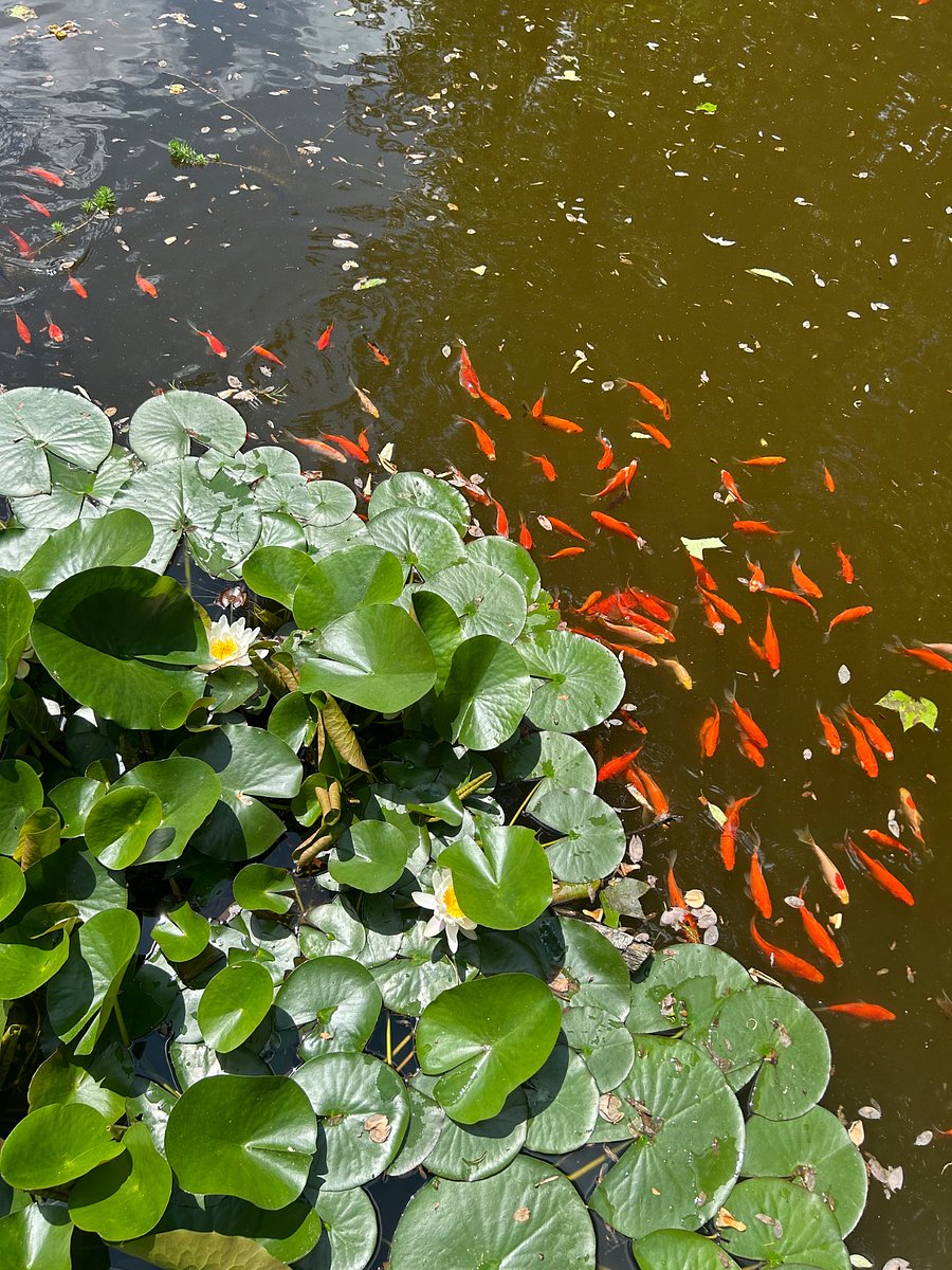 Goldfish in the pool pond next to water lily's (5/2/25)