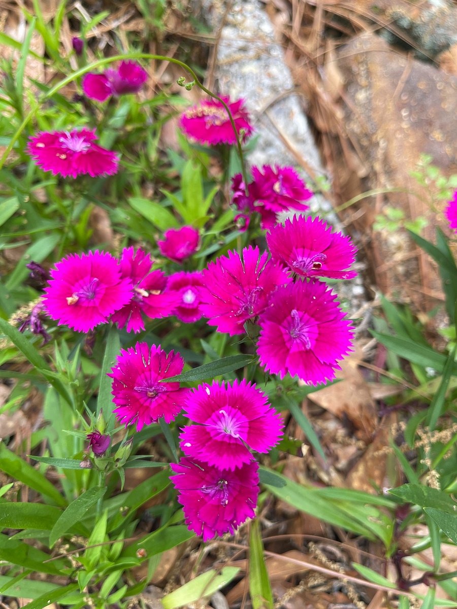 Payton Place Garden Views