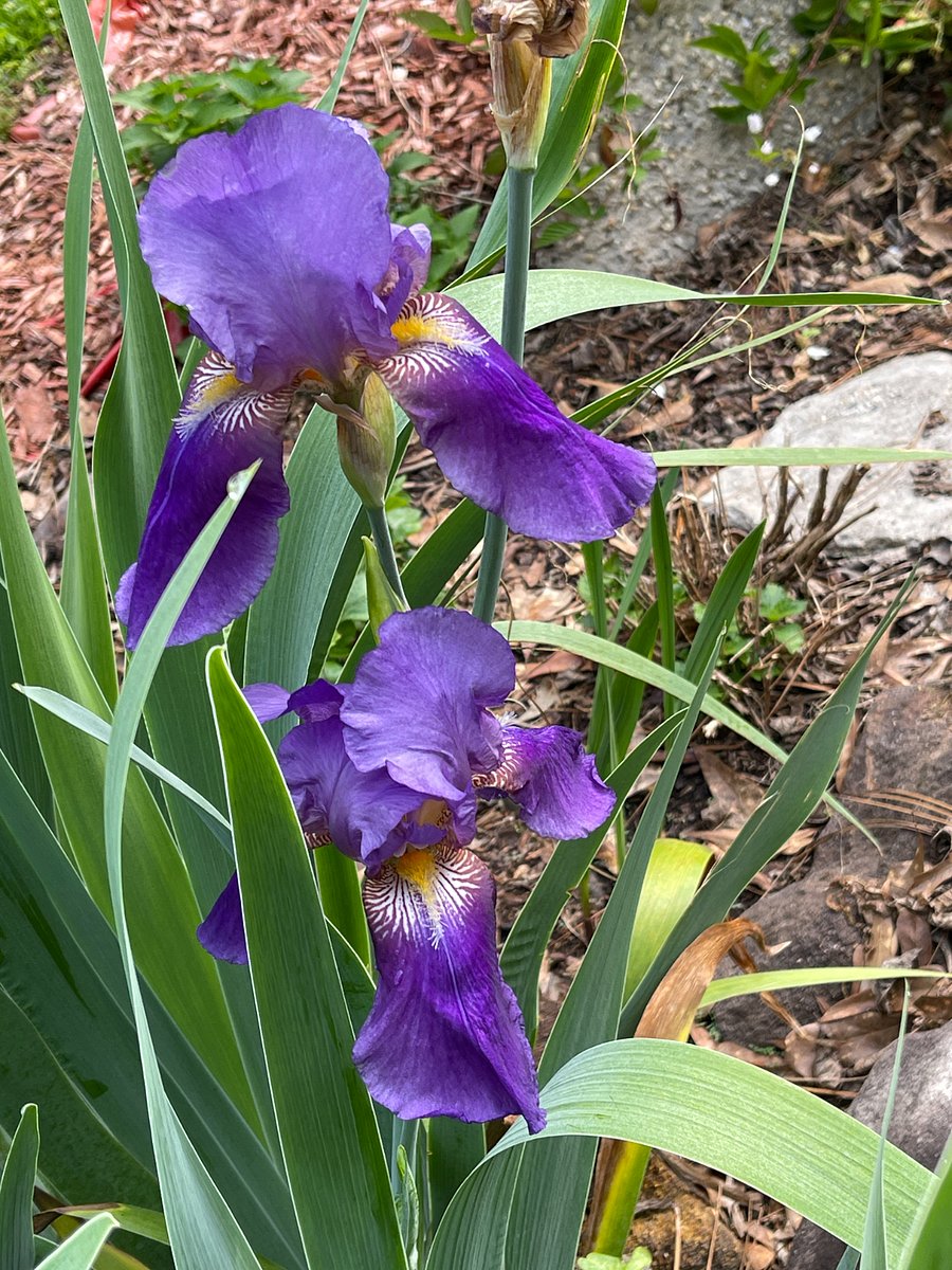 Payton Place Garden Views
