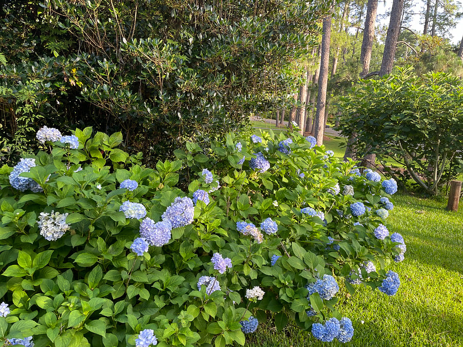 Payton Place Garden Views