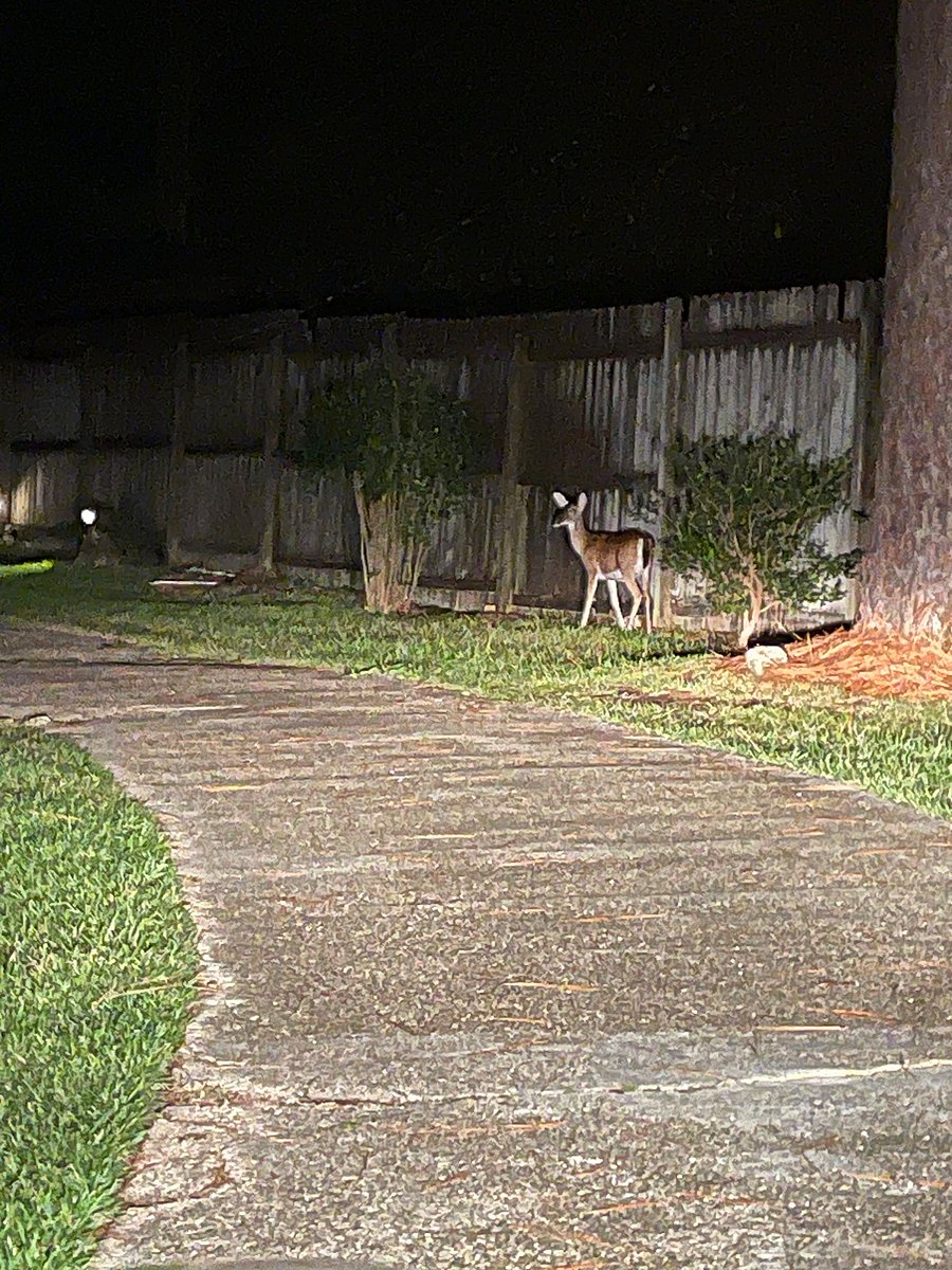 The deer are fearless here so Drive carefully.