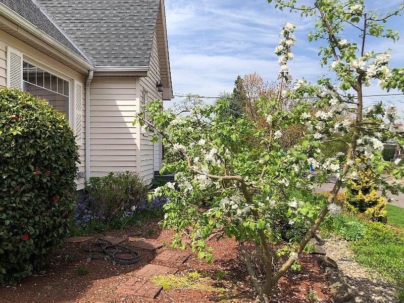Apple "bush"