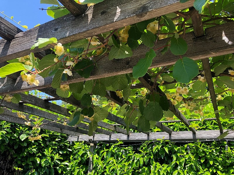 Kiwi over the gazebo