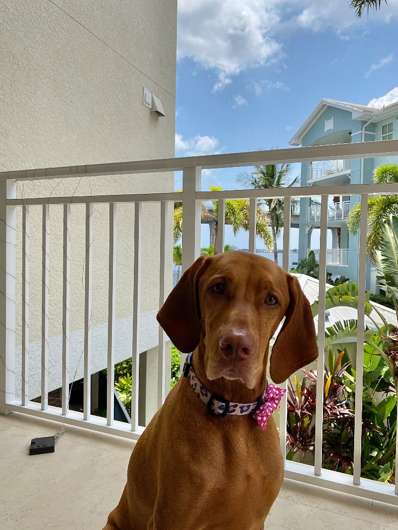 Pet friendly