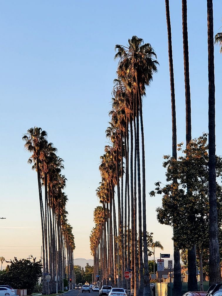 Sunny California!
Keep your head high, looks up to the sky, only then will you be able to look at the world straight in the eye.