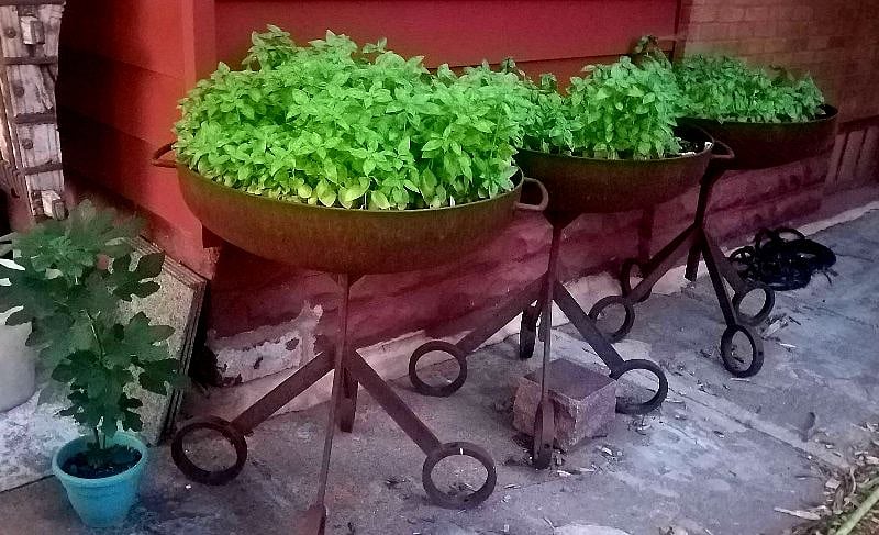 One area of the herb garden. We are happy to share!