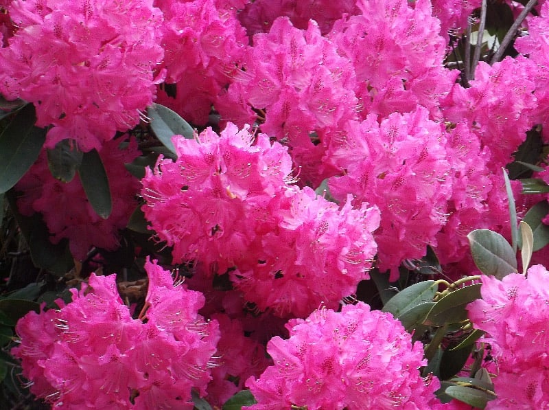 Rhododendron in front yard