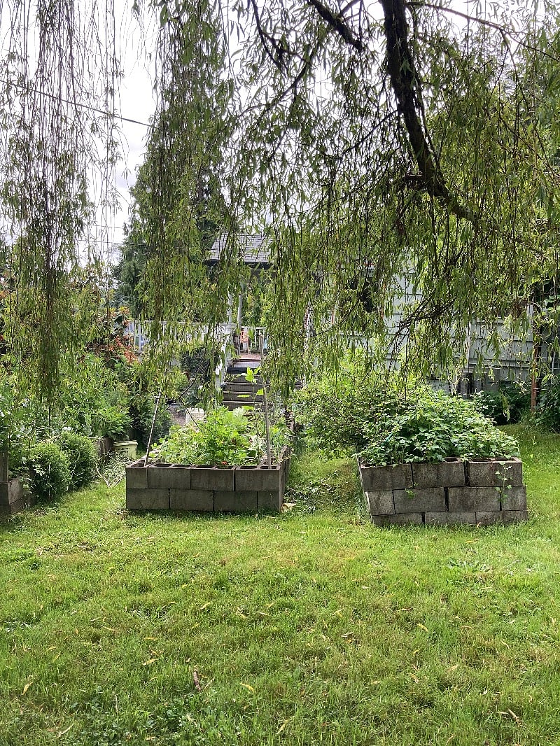 Raised gardening beds
Raspberries on right
