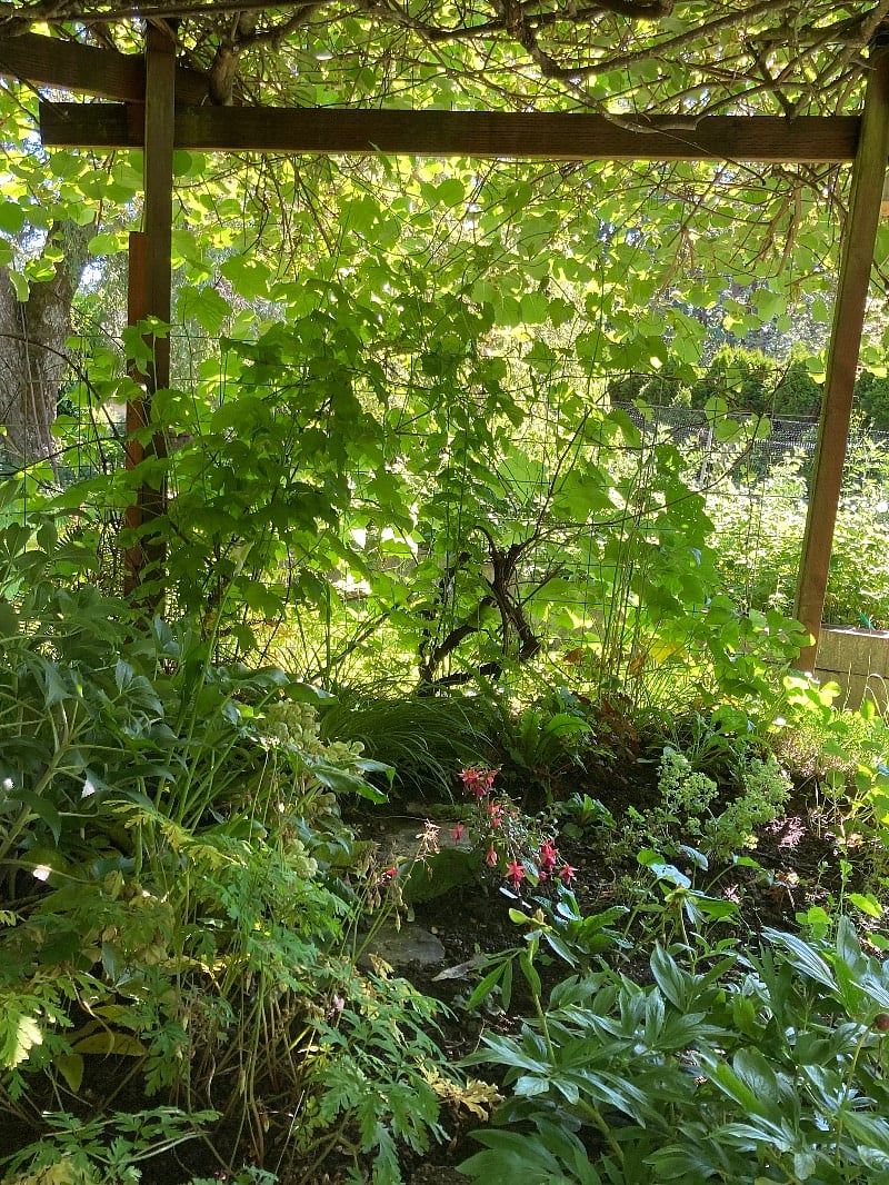 Shade garden under the kiwi vines