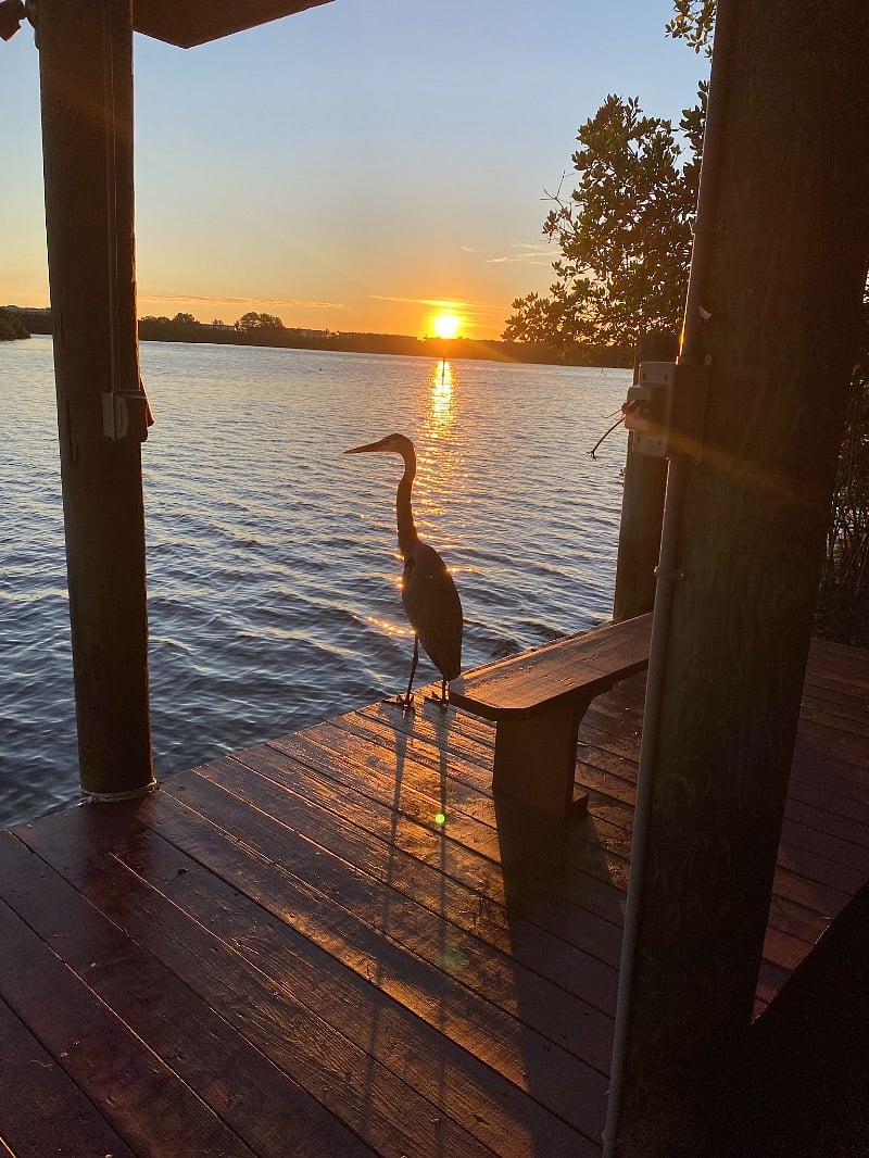 Heron visiting at sunrise on fishing pier