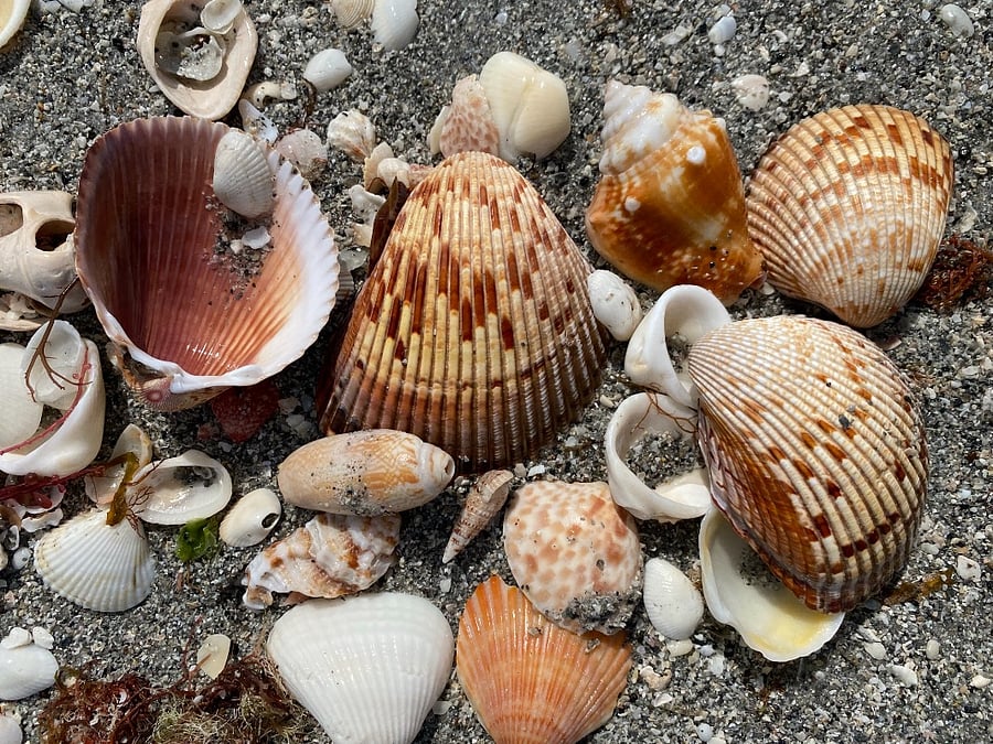Shelling is very good on Manasota Key.