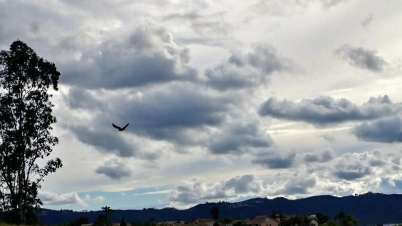 Beautiful Hawk flying in the meadow.