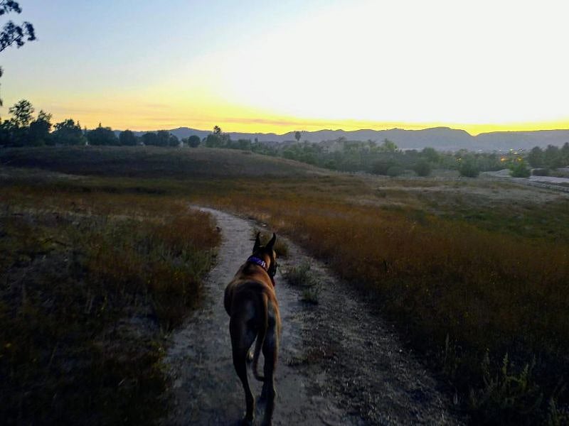 Our 2 mile loop, hike in the meadow.