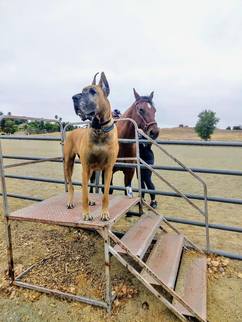 And yes horses will be seen riding in the meadow too,