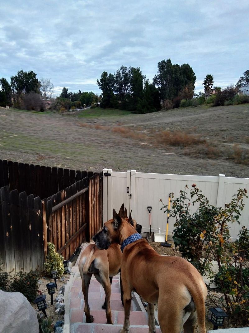 Back gate to meadow.