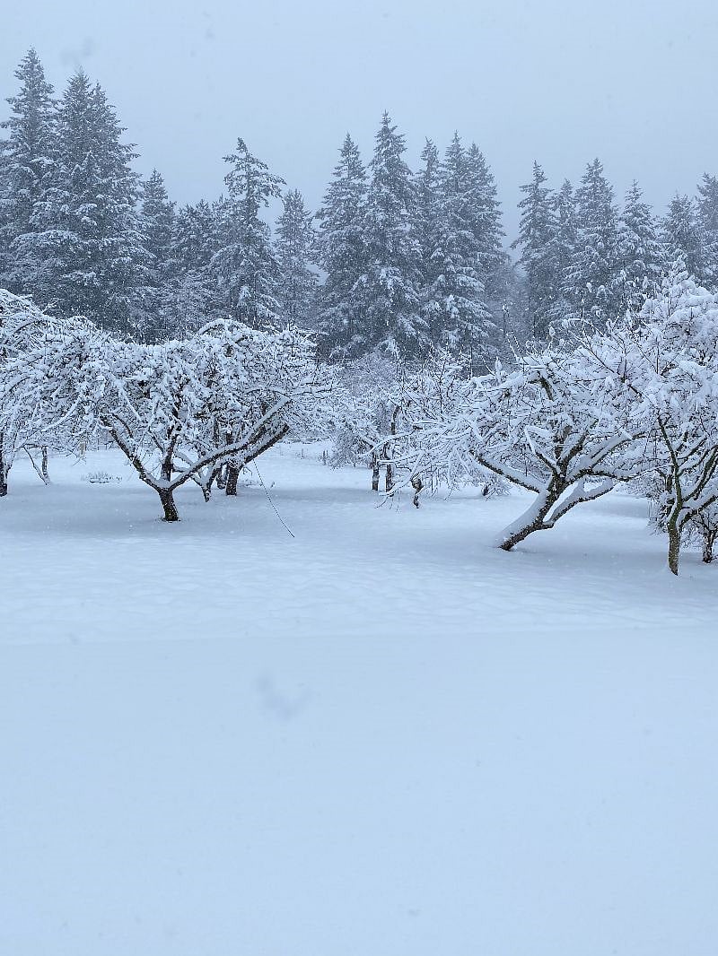 Winter in the Orchard