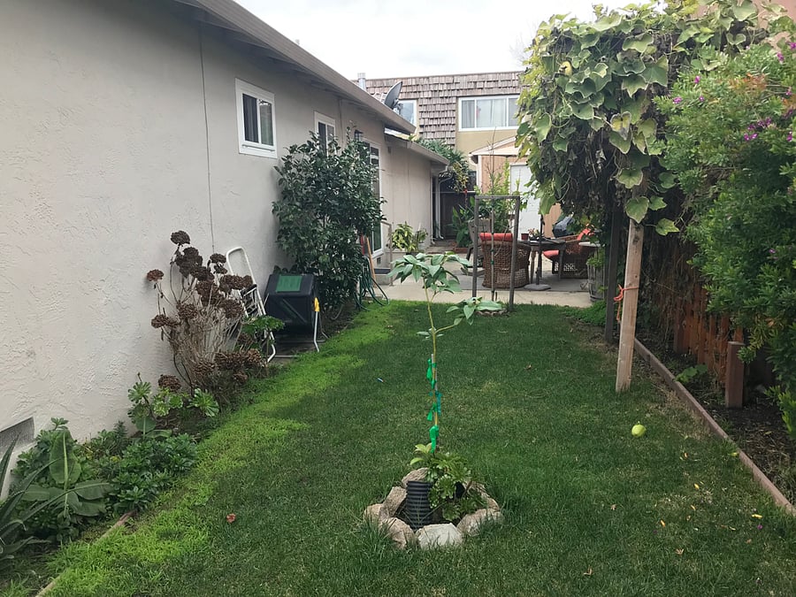 Backyard with some fruit trees 