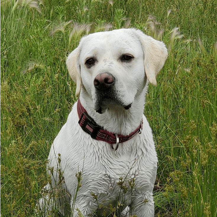 This is Bear...our 5 yo English Lab.  Bear is very friendly and well behaved.  He gets along with most all dogs.  Given the electric gate, dogs cannot be left outside unattended.  You can catch the trail system only two houses down and Spring Creek Park provides endless areas to walk your dog. 