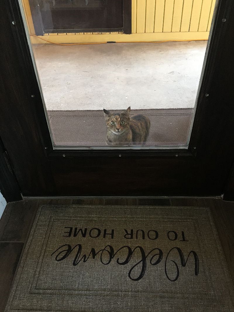 Our mischievous kitty Boba 