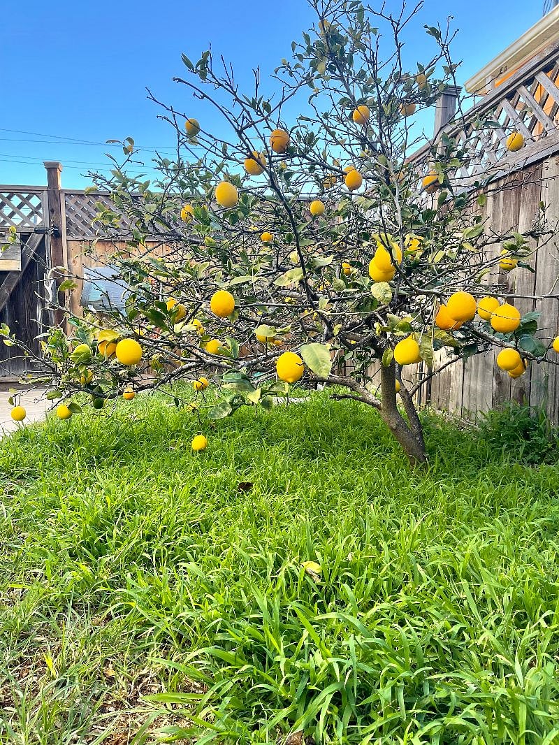Miniature Meyer Lemon Tree