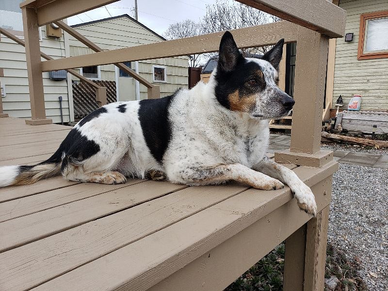 Buddy, our cattle dog. Fun to be around, likes everyone.