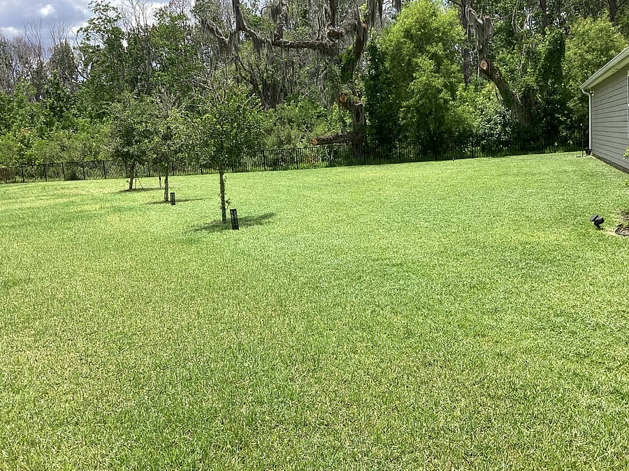 LEFT GARDEN LAWN - View of back forrest